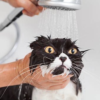 Alasan kucing membenci air.