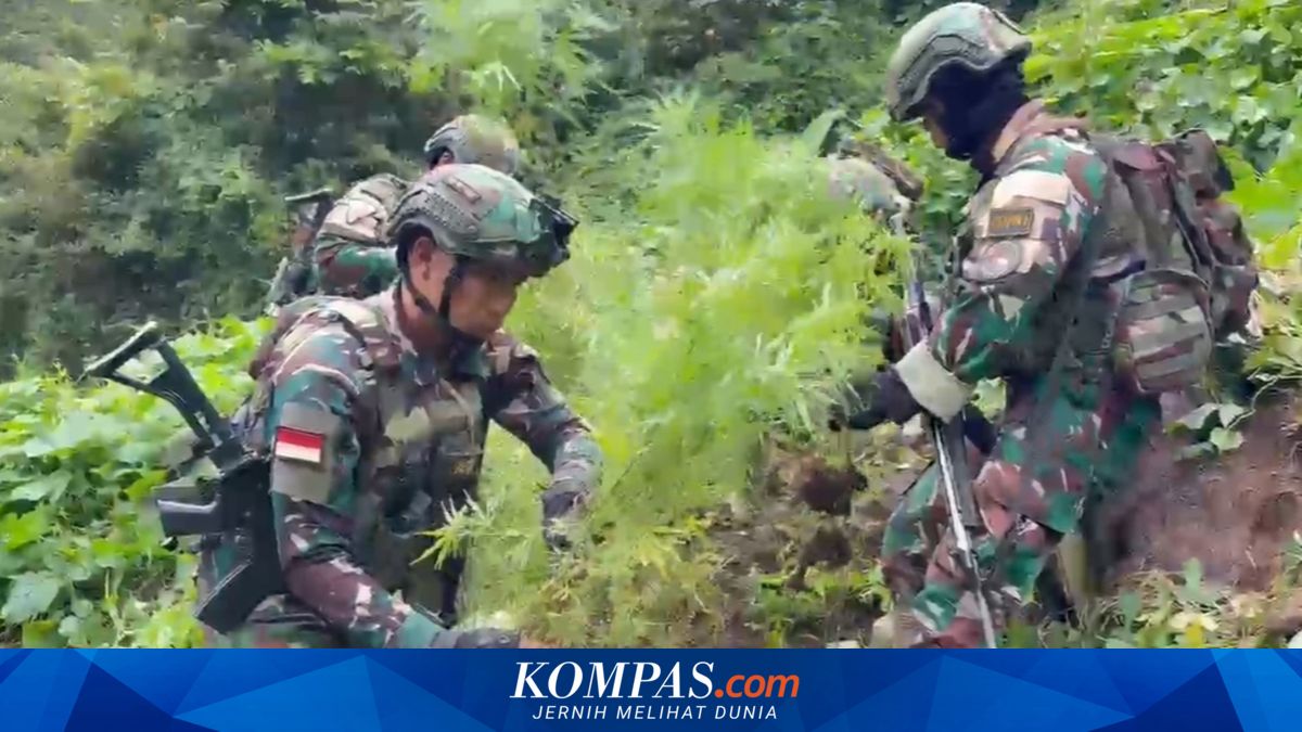 Satgas Yonif 753 Temukan 169 Pohon Ganja Siap Panen di Pegunungan Bintang Papua