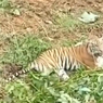 Viral, Harimau Muncul di Pasaman Barat, BKSDA Halau dengan Cara Ini