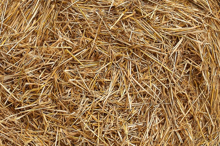 Ilustrasi jerami, sisa panen yang bisa menjadi pupuk hijau