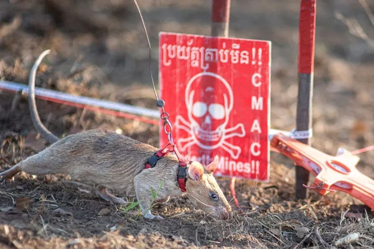 Ronin, tikus berkantung raksasa Afrika, adalah salah satu dari lebih dari 100 tikus yang dilatih oleh lembaga nirlaba Belgia untuk mengendus ranjau darat yang mematikan. 