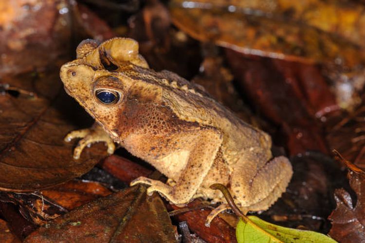 Leaf litter toad - Rhaebo haematiticus