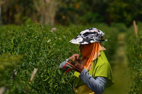 Tahun Depan, Kementan Bakal Bangun Kampung Hortikultura 