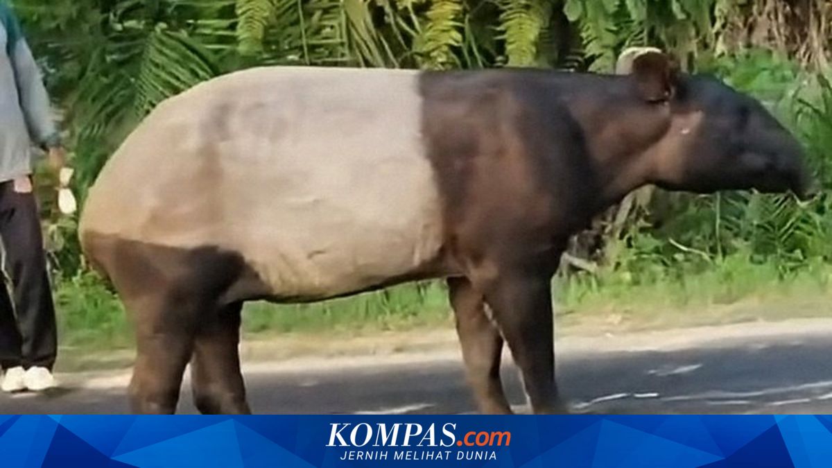 Kematian Tapir di Mesuji, Satwa Pemalu Korban Rusaknya Hutan