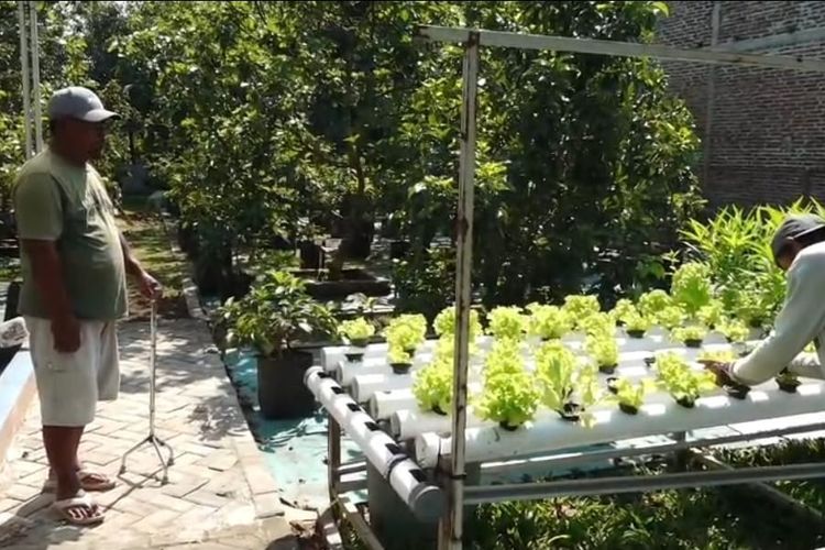 Bertani Lewat Hp, Murtejo Sulap Kebun di Kebumen Jadi Serba Otomatis