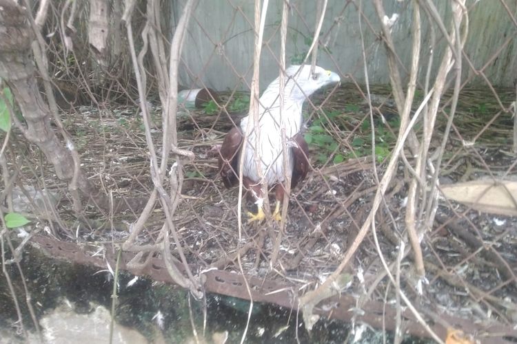 Barang bukti Elang Bondol ketika berada di sangkarnya yang berlokasi di belanang gudang jagung Kecamatan Banyuglugur Kabupaten Situbondo ketika hendak diamankan oleh Polres Situbondo dan BKSDA Jember pada Selasa (22/2/2023)