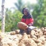 6 Manfaat Potensial Tanaman Porang Bagi Kesehatan