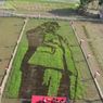 Peringati Bulan Bung Karno, Petani Bergas Lor Lukis Sang Proklamator di Sawah