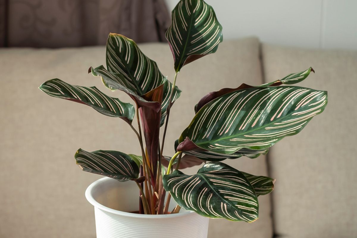 Ilustrasi tanaman hias Calathea pinstripe (Calathea ornata) di dalam ruangan. 