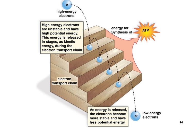 Transpor elektron diilustrasikan sebagai tangga.