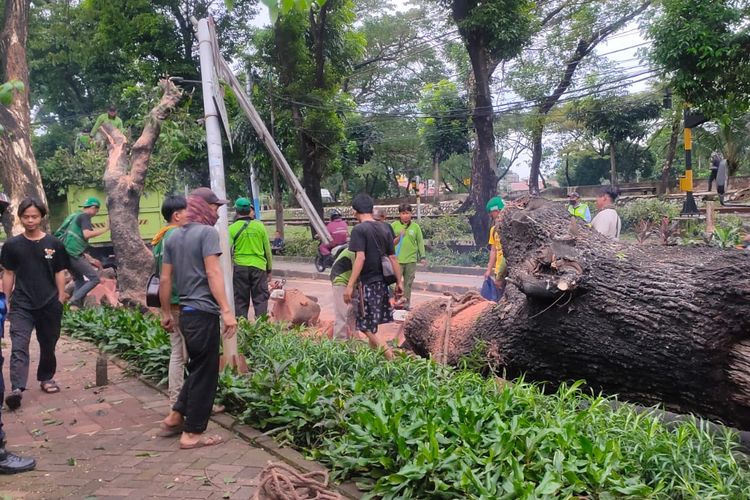 Pohon jenis tanjung tumbang akibat dilanda hujan deras di Jalan Latuharhary, Menteng, Jakarta Pusat, Selasa (31/5/2022).