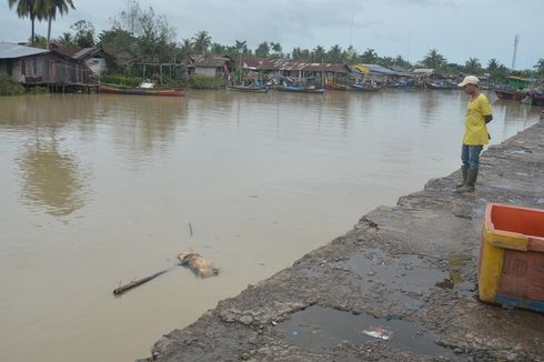 Di Sungai Bedagai Sumut, Setiap Menit Bangkai Babi Melintas