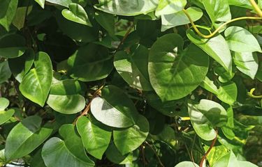 Ilustrasi daun binahong.