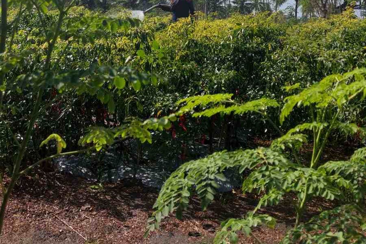 Tanah berpasir diolah menjadi lahan pertanian di Kulonprogo, Yogyakarta.