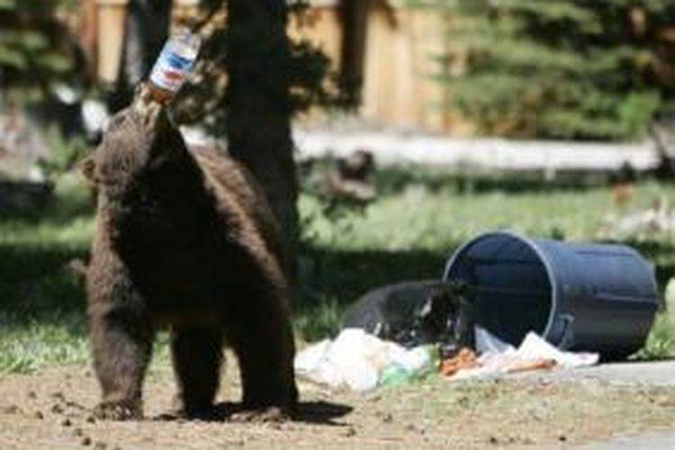 Seekor beruang hitam mengambil minuman dari sebuah botol plastik di tumpukan sampah yang ditempatkan di luar rumah untuk diangkut di dekat South Lake Tahoe, AS.