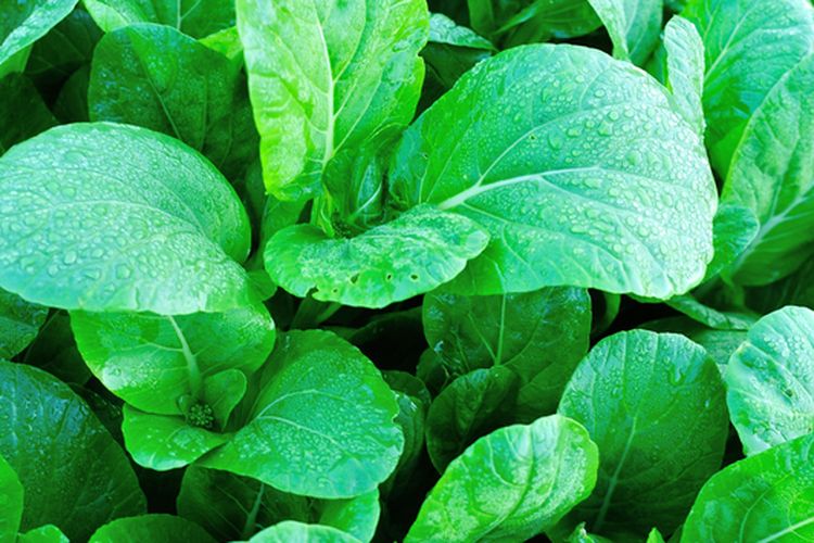 Ilustrasi tanaman caisim, menanam caisim. 