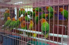 Sepasang WN China Diamankan karena Selundupkan 25 Burung di Dalam Celana