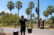 Cerita Musim Kemarau di NTT, dari Pohon Lontar ke Gula Lempeng