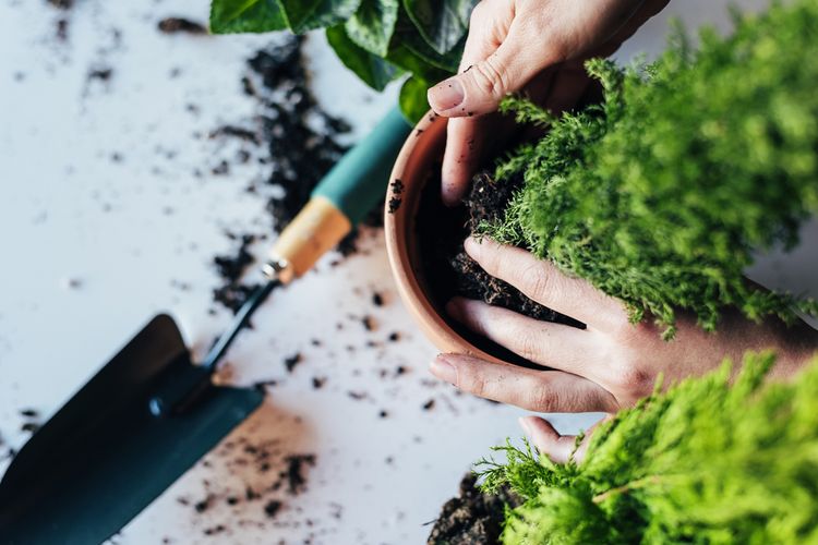 Haruskah Meletakkan Bebatuan di Dasar Pot Tanaman?