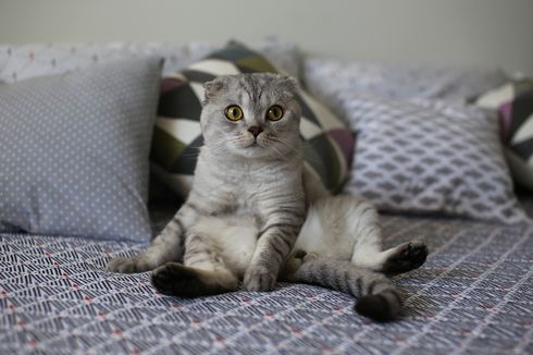 Mengapa Kucing Suka Menggoyangkan Pantat Sebelum Menerkam Mangsa?
