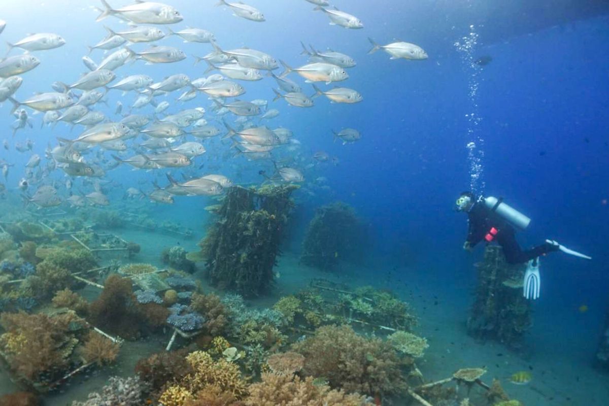 Penyelam mengamati terumbu karang dan ikan di Pantai Bangsring, Banyuwangi, Jawa Timur, Rabu (9/3/2022). Pantai yang menjadi zona konservasi terumbu karang sejak tahun 2009 itu, saat ini luasnya sudah mencapai sekitar 15 hektarw dan menjadi tempat wisata yang menawarkan keindahan berbagai biota laut. ANTARA FOTO/Budi Candra Setya/aww.