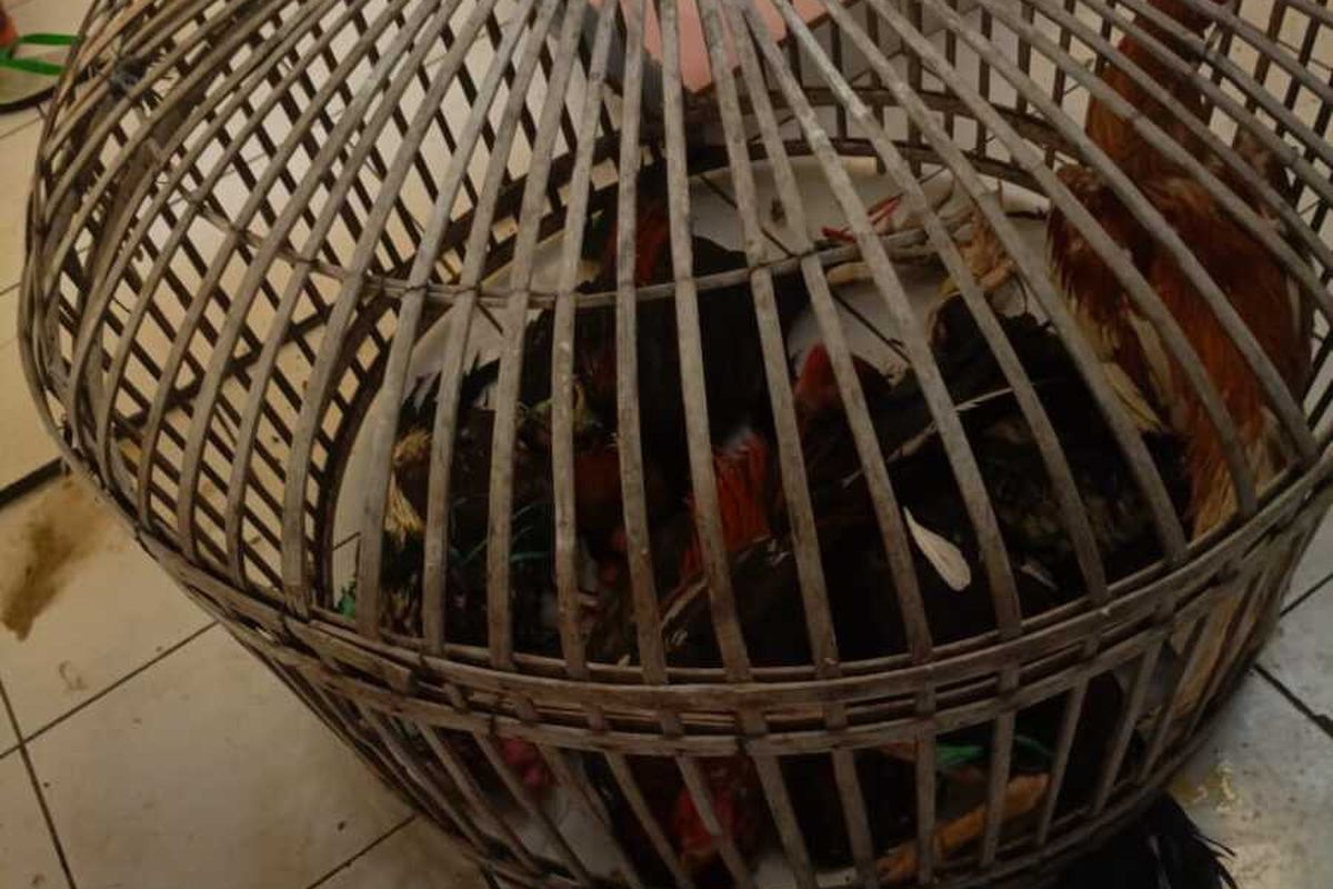 Polisi amankan sejumlah barang bukti dari arena pperjudian sambung ayam di Kecamatan Cimenyan, Kabupaten Bandung, Jawa Barat pada Minggu lalu