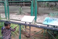 Ragunan Barter Harimau Sumatera dengan Jerapah
