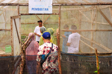 Sekolah di NTT Tanam Semangka, Produktif Hasilkan Puluhan Juta Rupiah