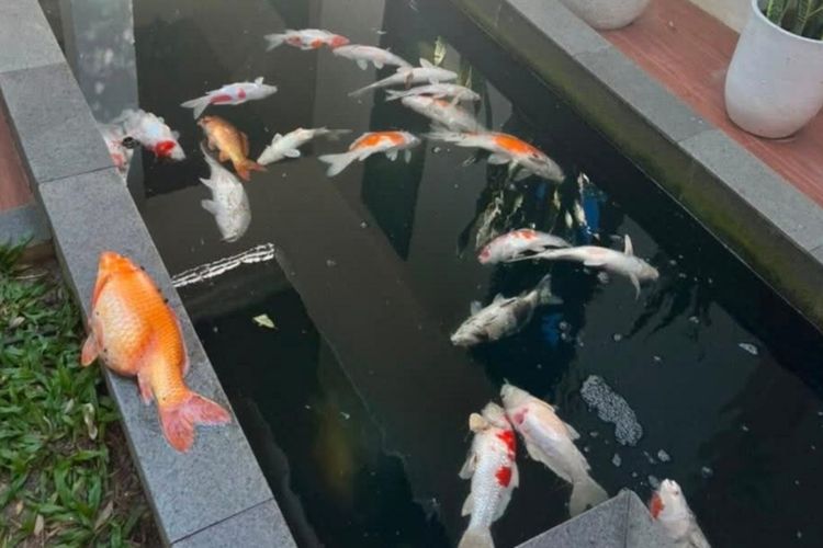 29 Ikan Koi Peliharaan Wali Kota Pekanbaru Mati akibat Listrik Padam