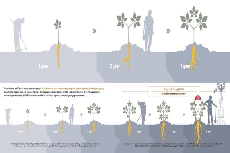 Untuk hasil terbaik, ginseng merah Korea membutuhkan waktu penanaman 6 tahun