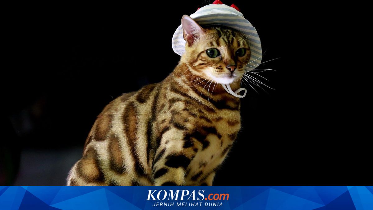 10 Ras Kucing Paling Mahal di Dunia, dari Savannah sampai Siberian