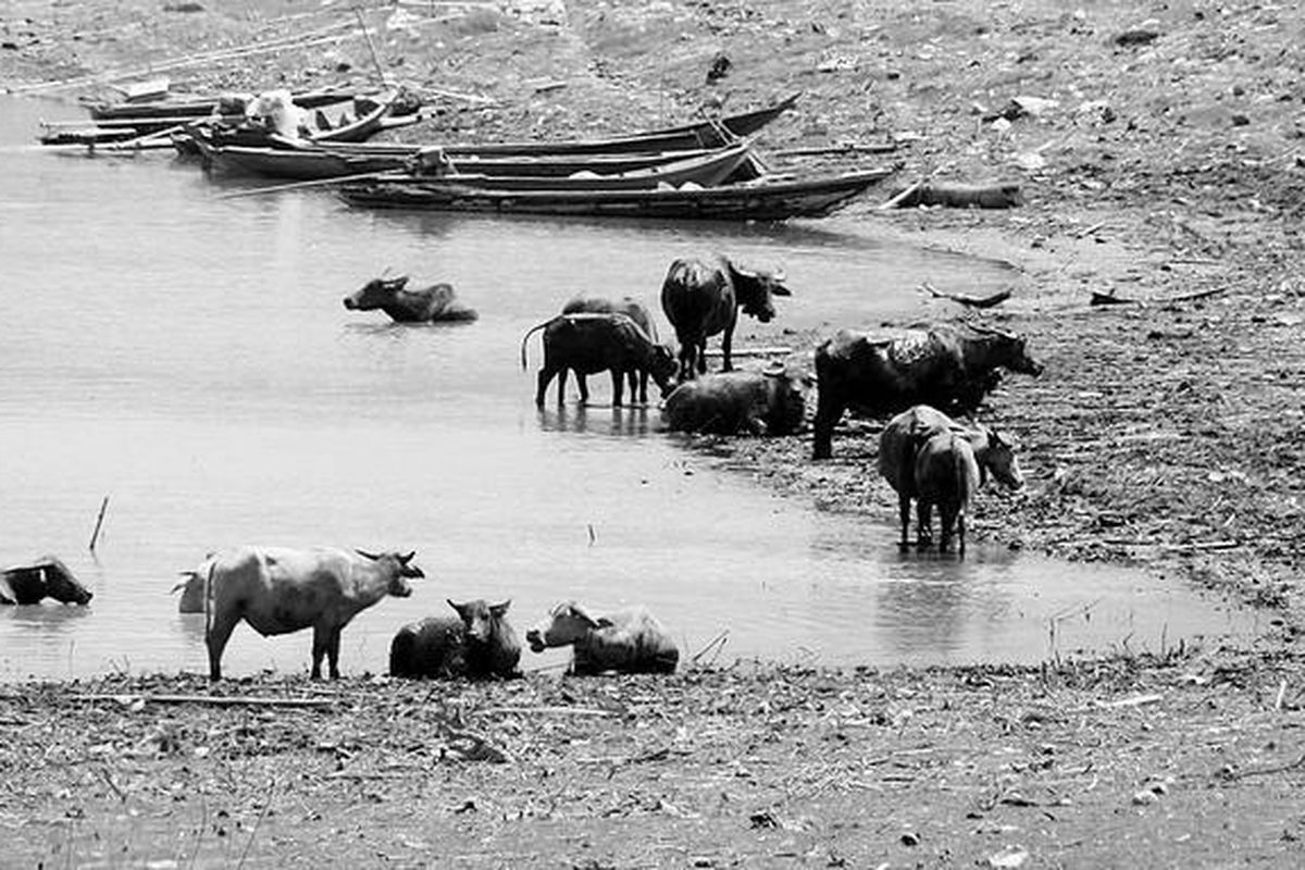 Ternak warga minum dan berkubang di tepian Waduk Ir H Djuanda, Desa Cibinong, Kecamatan Jatiluhur, Kabupaten Purwakarta, Jawa Barat, Kamis (30/8).