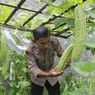 Polisi di Kebumen Ubah Lahan Kosong Jadi Kebun Sayur, Hasil Panen Dibagikan Gratis untuk Warga