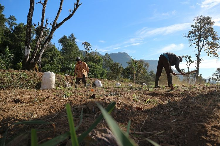 Petani sayur di kaki Gunung Ciremai dari Base Camp Palutungan di Desa Cisantana, Kecamatan Cigugur, Kabupaten Kuningan, Jawa Barat. Gunung Ciremai merupakan gunung tertinggi di Jawa Barat yang memiliki ketinggian 3.078 meter di atas permukaan laut (mdpl).