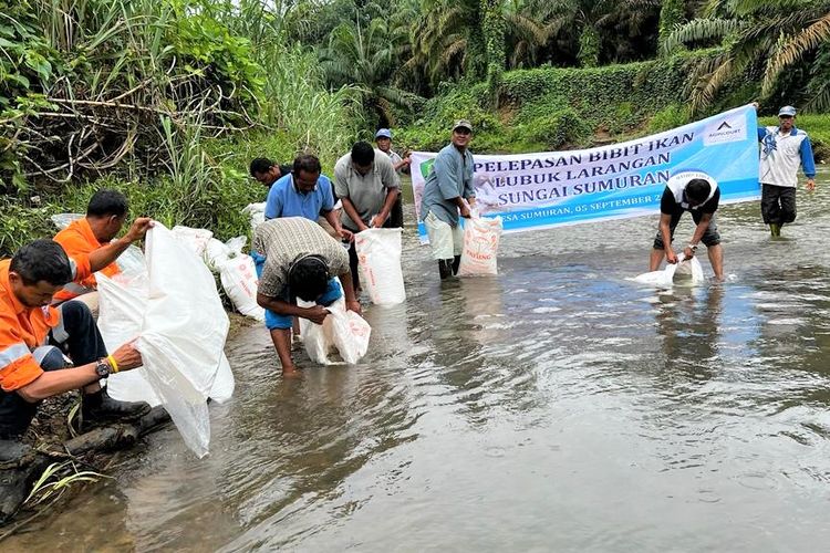 PT Agincourt Resources bersama stakeholders memperluas Lubuk Larangan hingga 8 kilometer
