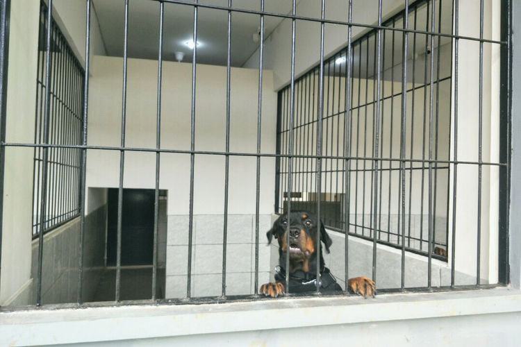 Kondisi kandang anjing pelacak di Gedung Baru Unit Satwa K9 Polda Metro Jaya, Palmerah, Jakarta Barat, Senin (31/10/2022).