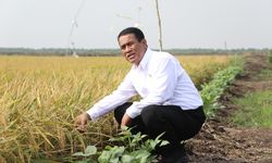 Agustus Tidak Ada Puso, Pompanisasi di Banten Dongkrak Kenaikan NTP
