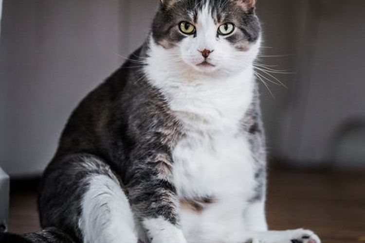 Ilustrasi kucing obesitas.