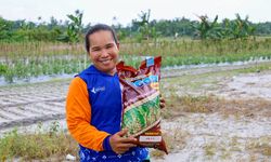 Padi Gogo, Solusi Strategis untuk Ketahanan Pangan IKN