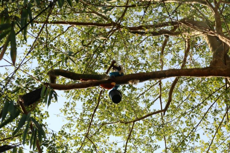 Salah satu pemanen madu hutan flores sedang memanen madu diatas pohon dengan ketinggian 25 meter, di Duntana, Flores Timur, NTT, Sabtu (13/10/2018).