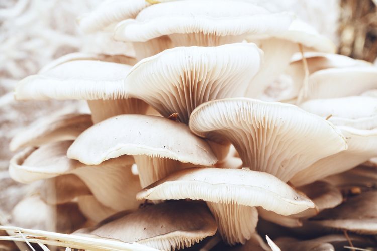 Ilustrasi jamur tiram, budidaya jamur tiram.