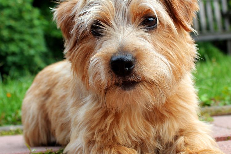 Ilustrasi anjing Norfolk terrier.