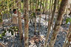 Padamkan Kebakaran Lahan, Warga Gunungkidul Tewas akibat Menghirup Asap