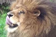 Bocah 12 Tahun Tewas Diterkam Singa, Petugas Taman Margasatwa Diperiksa