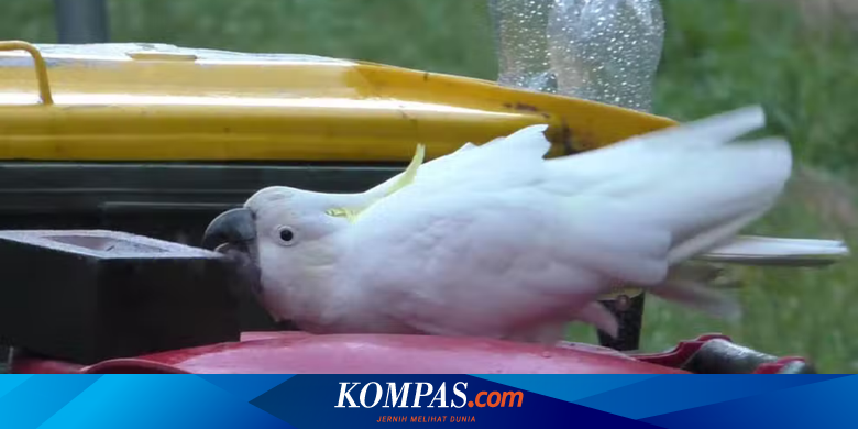 Burung Kakatua Bisa Ajari Kawannya Cara Buka Tempat Sampah, Studi Jelaskan - Vimarsana News