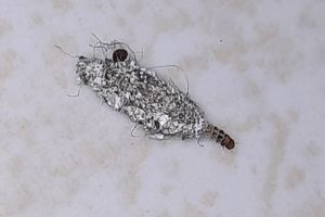 11 Cara Ampuh Membasmi Kamitetep di Tembok Rumah, Apa Saja?