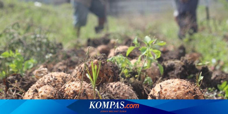 Mahasiswa UMM Kampanyekan Umbi Porang sebagai Pengganti Padi - Vimarsana News