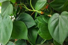 Tak Mudah Mati, Cara Merawat Tanaman Hias Philodendron Heartleaf