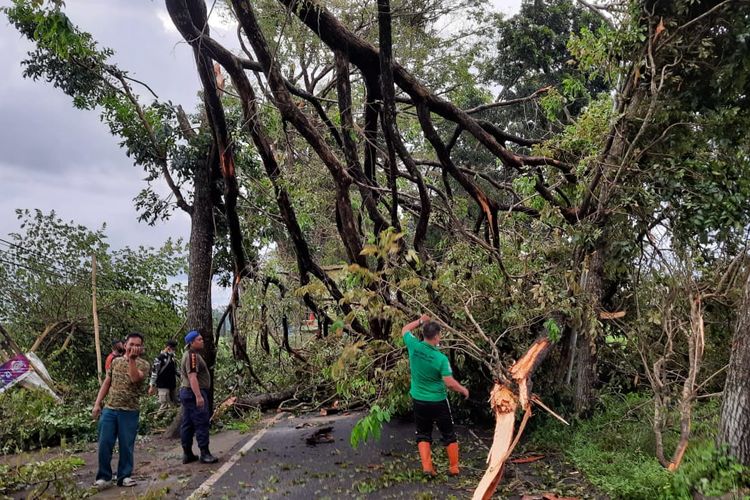 Pohon tumbang akibat angin kencang yang melanda Kecamatan Lumajang, Jumat (18/3/2022)