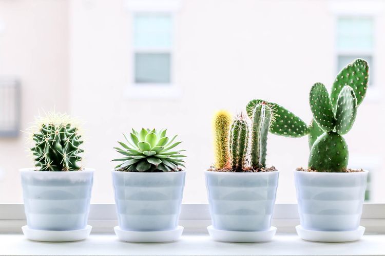 Ilustrasi kaktus, tanaman kaktus, kaktus mini.